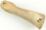 Ornithomimid Dinosaur Phalange Bone - Montana #207040-1